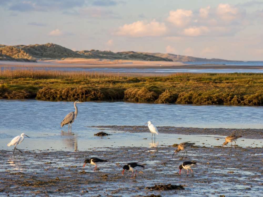 Autumn Wildlife Around Hayle E...