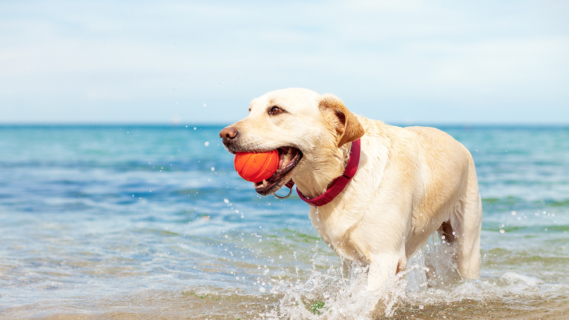 Seasonal Dog Restrictions Begi...