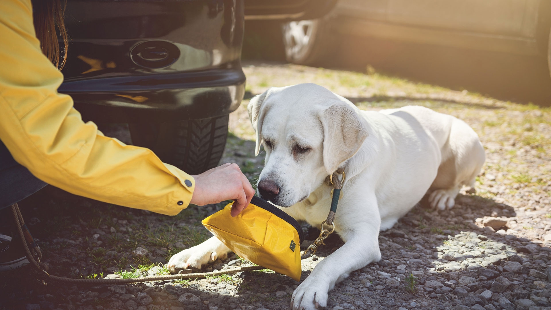 Dogs, Cars and Hot Weather Cou...
