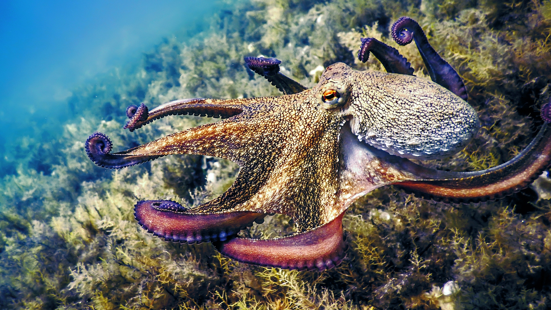 Octopus Numbers Boom in Cornwall – Impact on Local Wildlife